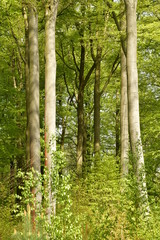 Fototapeta premium Tronc clairs et élancés des hêtres typiques de la forêt de Soignes au bois des Capucins à Tervuren
