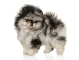 Miniature Pomeranian Spitz puppy