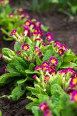 Obraz premium Red-crimson primrose blooms in the garden. Bright spring flower for flower beds. Spring concept, background.