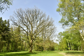 L'arbre majestueux sans feuille au milieu d'une clairière à l'arboretum de Tervuren © Photocolorsteph