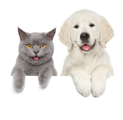 Cat and dog over white banner - 265528708