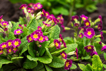 Red-crimson primrose blooms in the garden. Bright spring flower for flower beds. Spring concept, background.