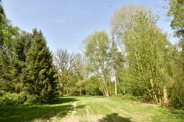 Fototapeta na wymiar L'une des clairières entre les différentes variétés d'arbres à l'arboretum de Tervuren