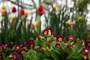 Red-crimson primrose blooms in the garden. Bright spring flower for flower beds. Spring concept, background.
