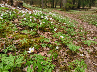 Wood anemone in a spring forest. May 2019.