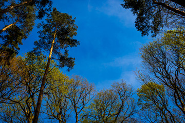 Obraz premium Beautiful view sky through trees in Hodnet Hall Gardens in Hodnet