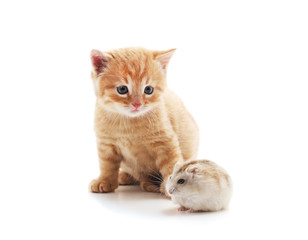 Little cat and hamster.