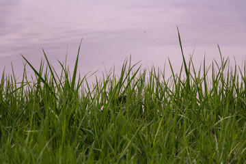 green grass on a blue background