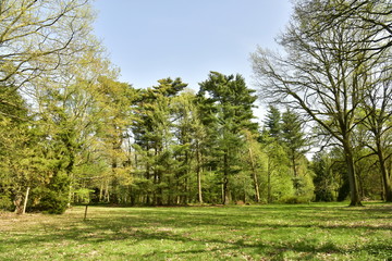 L'une des clairières entre les différentes variétés d'arbres à l'arboretum de Tervuren © Photocolorsteph