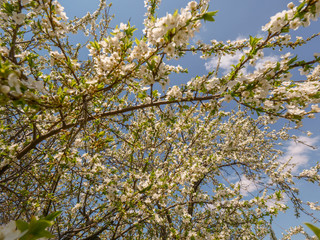 Branches of blossoming apricot macro with soft focus on gentle light sky background in sunlight with copy space. Beautiful floral image of spring nature. Effect of highlight. Shallow depth of field