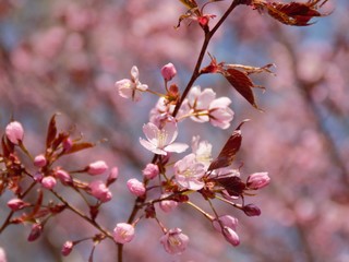 Cherry Blossoms