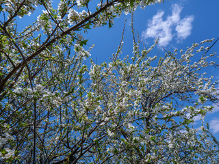 Branches of blossoming apricot macro with soft focus on gentle light sky background in sunlight with copy space. Beautiful floral image of spring nature. Effect of highlight. Shallow depth of field