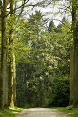 Route en terre entre deux rangées de hêtres majestueux avant une descente plongeante dans la zone de conifères à l'arboretum de Tervuren