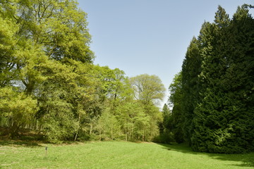 Fototapeta na wymiar Contraste entre le vert foncé des conifères et le vert clair des feuillus à l'une des clairières de l'arboretum de Tervuren