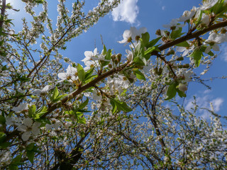 Branches of blossoming apricot macro with soft focus on gentle light sky background in sunlight with copy space. Beautiful floral image of spring nature. Effect of highlight. Shallow depth of field