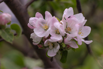 Apple Blossom