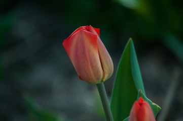 Tulips - close-up. Spring flowers. Juicy colors of red and green on a beautiful bokeh background. The height of spring.