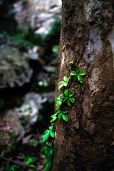 wild vine climbing on the trunk of a tree