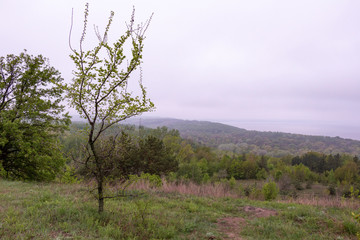 Obraz premium tree in the field