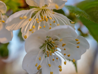 Branches of blossoming apricot macro with soft focus on gentle light sky background in sunlight with copy space. Beautiful floral image of spring nature. Effect of highlight. Shallow depth of field
