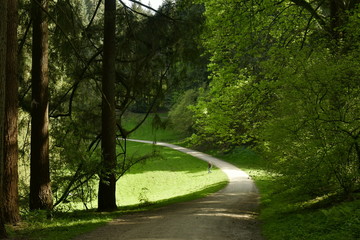 Obraz premium Chemin traversant une clairière dans la zone de conifères à l'arboretum de Tervuren
