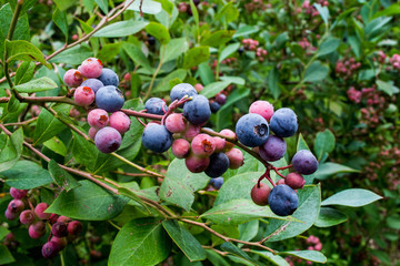 branch loaded with blueberry