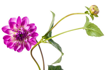 Grandiose dahlia flower isolated on a white background