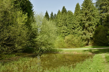 Petite marre dans la zone de conifères à l'arboretum de Tervuren