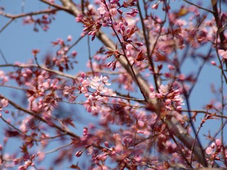 Cherry Blossoms