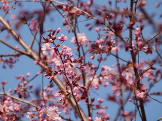 Cherry Blossoms