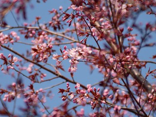 Cherry Blossoms