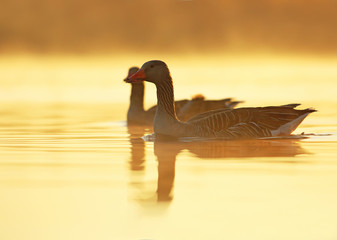 Pair of geese on morning lake