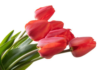 Tulips bouquet isolated on a white background