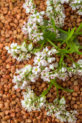 Inflorescences of buckwheat plants on the background groats
