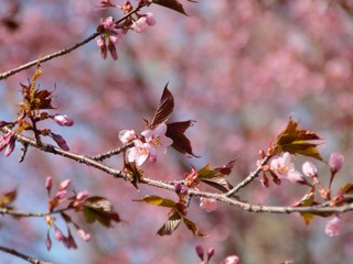 Cherry Blossoms