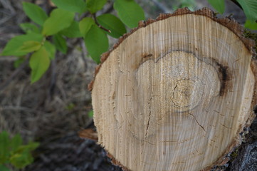 cut of a tree in the forest