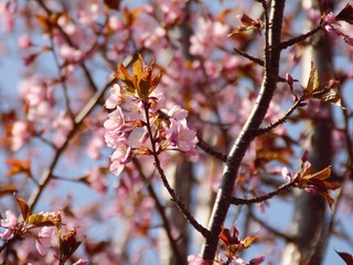 Cherry Blossoms