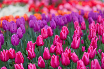 Tulips blooming in a field in Mount Vernon, Washington in the Skagit Valley