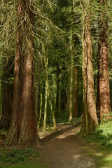Chemin entre les troncs majestueux des séquoias géants à l'arboretum de Tervuren