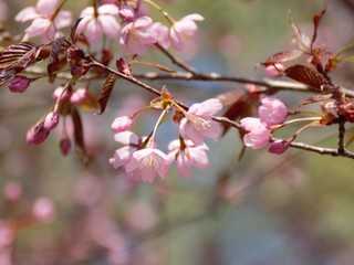 Cherry Blossoms