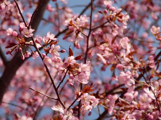 Cherry Blossoms