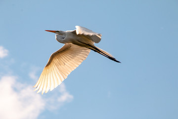 Egret In Flight 