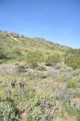Arizona springtime bloom and green grasses