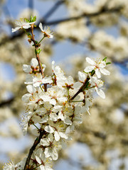 white blossoms of plum trees in spring, blurred background