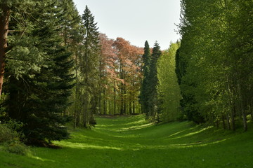 Fototapeta na wymiar Au fond de la clairière ,les hêtres majestueux au feuillage pourpre contrastant avec le vert des conifères à l'arboretum de Tervuren