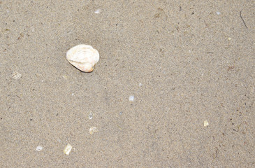 Fototapeta na wymiar Concha de mar en la arena 