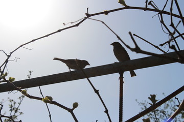 bird on a branch