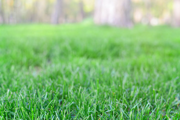 Green grass in sunny rays background.