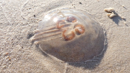 Meduza © Beata