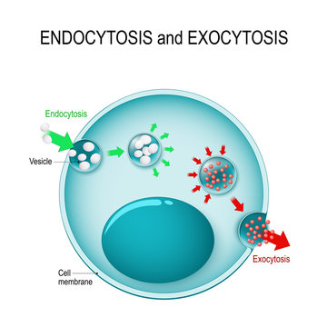 endocytosis and exocytosis in the cell